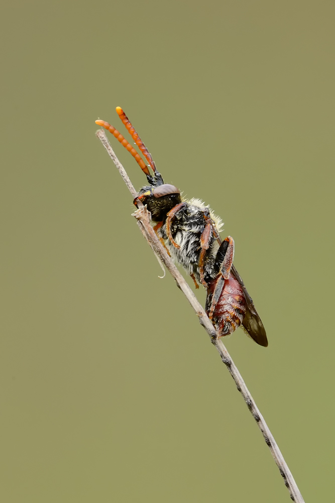 Nomada sp.