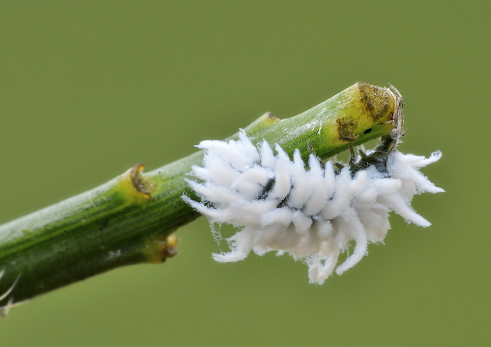 Larva di Coccinellidae: forse, Cryptolaemus montrouzieri