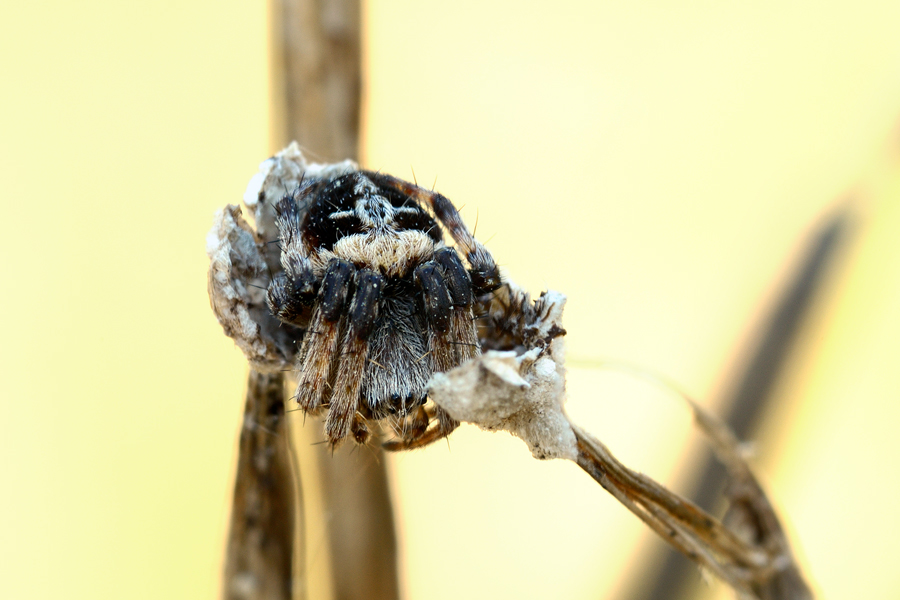 Agalenatea redii