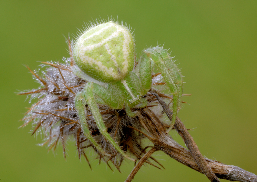 Heriaeus sp.