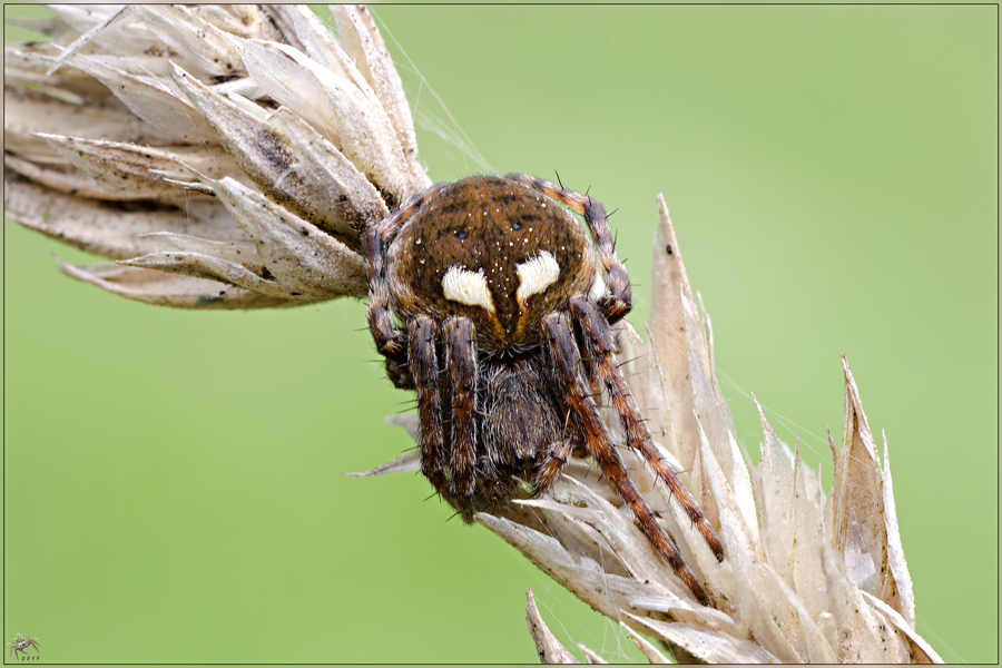 Agalenatea redii