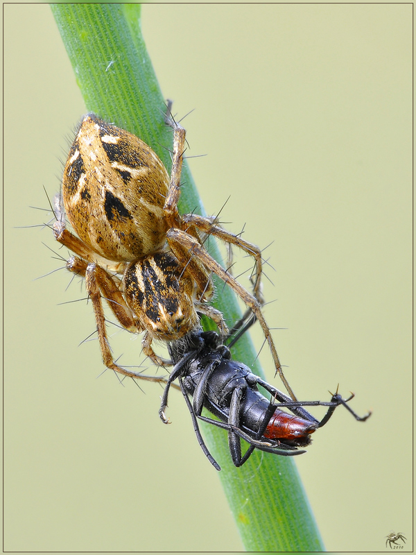 identificazione preda: Stenurella nigra (Cerambycidae)