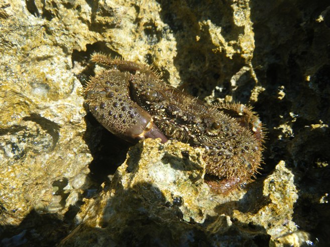 Eriphia verrucosa