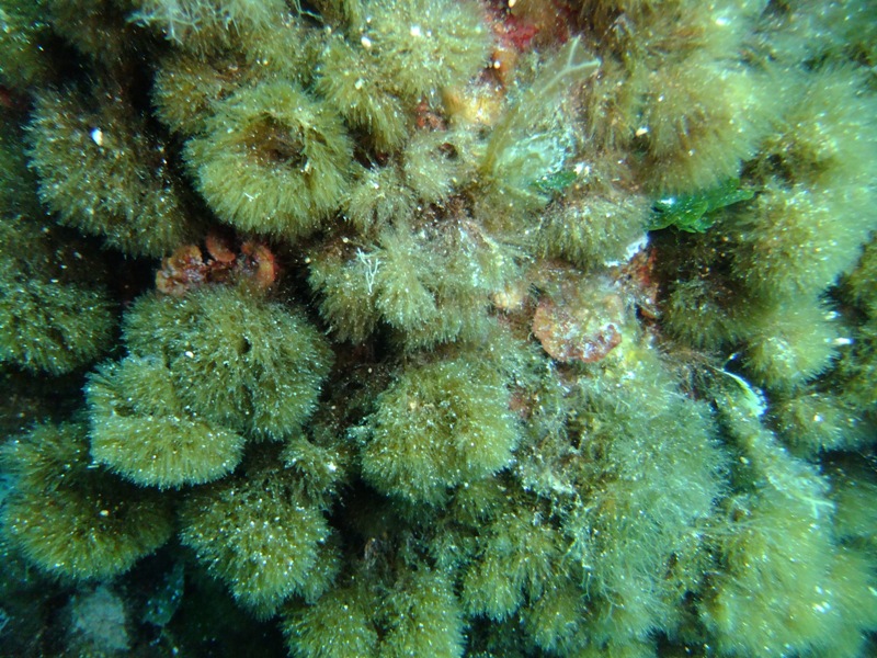 Halopteris sp.
