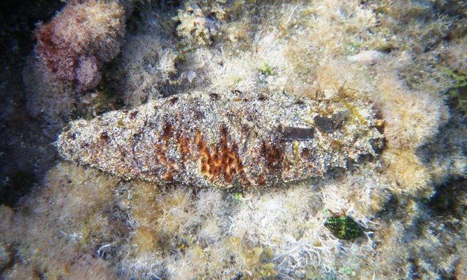 Holothuria poli