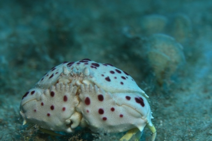 Calappa granulata