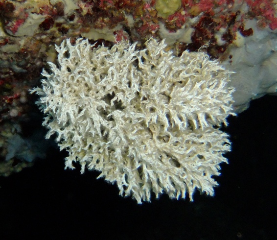 Filograna sp.