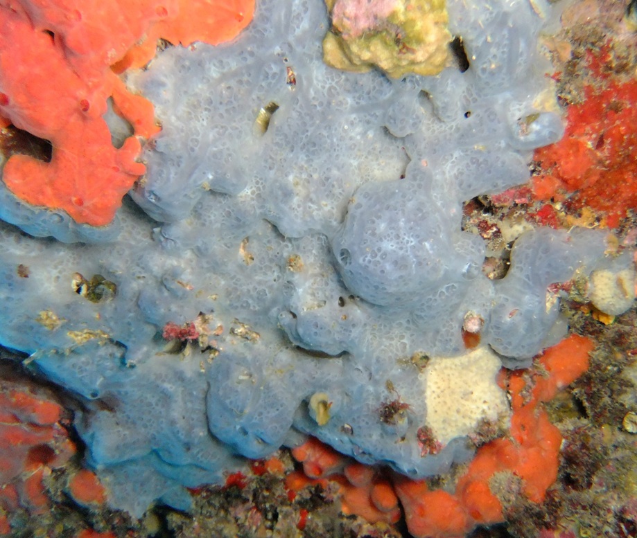 Phorbas tenacior