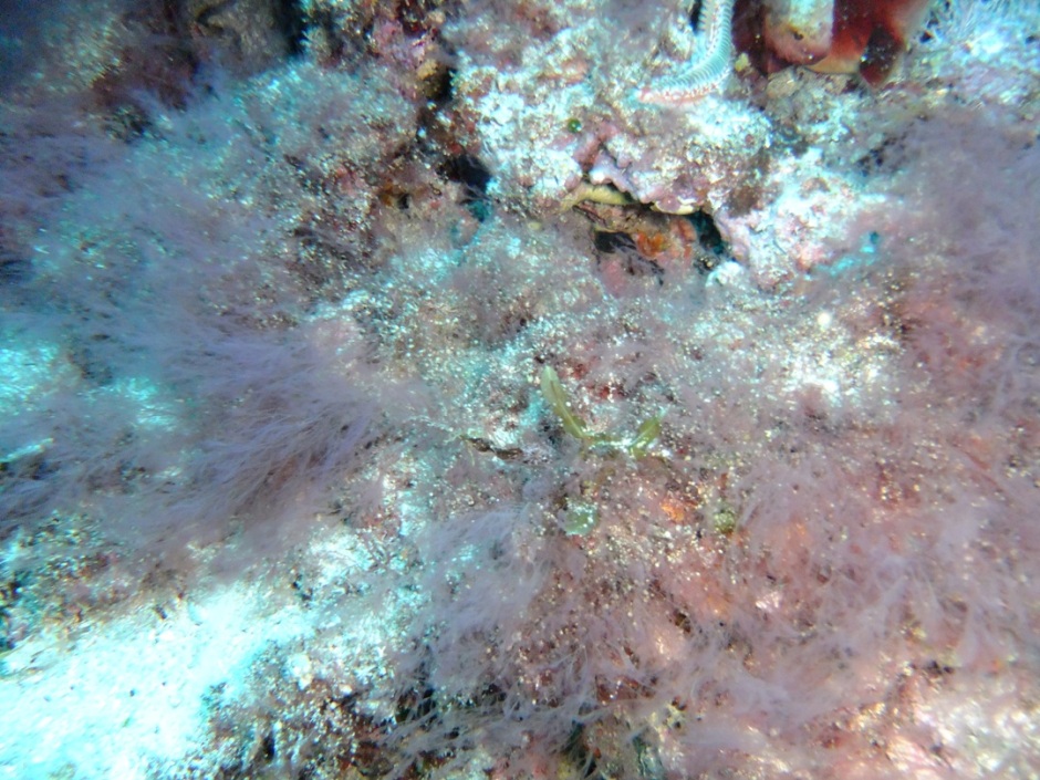 Alga invasiva Dudresnaya verticillata
