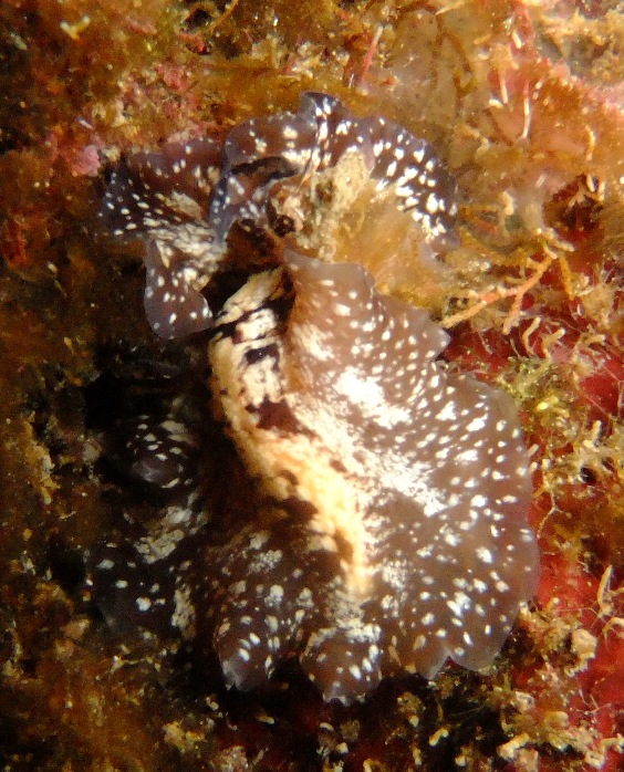 Pseudoceros maximus