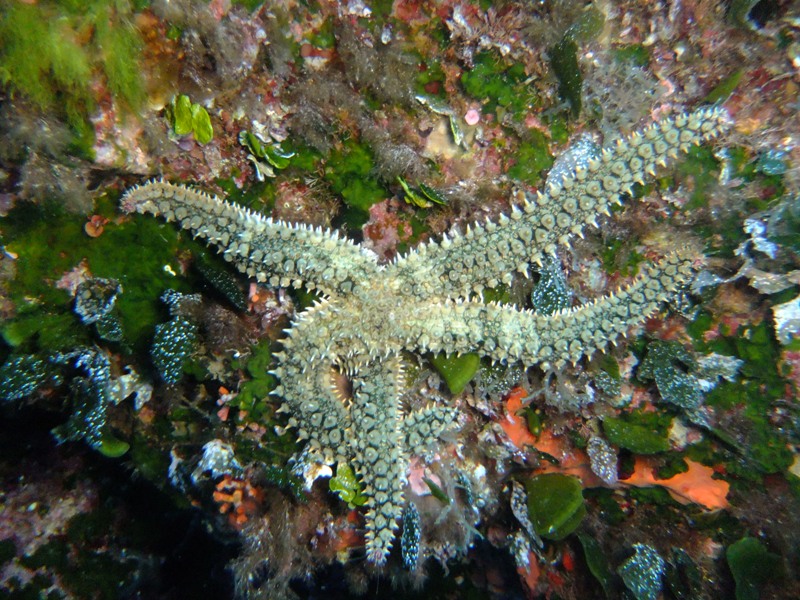 Marthasterias glacialis
