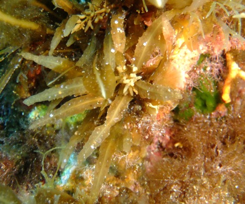 Da identificare (Sargassum sp.)