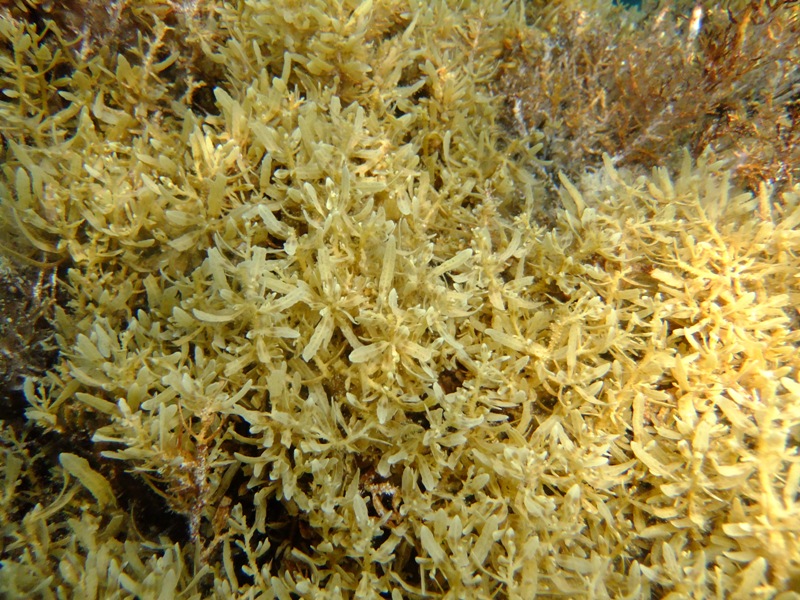 Da determinare (Sargassum sp.)