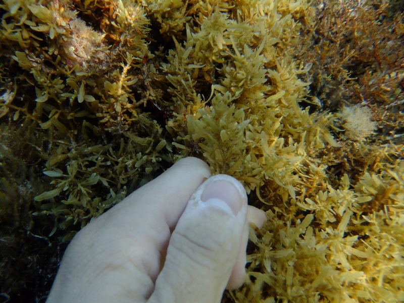 Da determinare (Sargassum sp.)