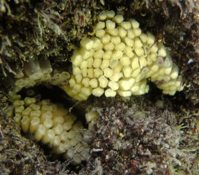 Ovature di Stramonita haemastoma