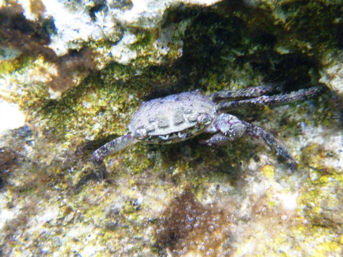 Granchio Pachygrapsus marmoratus