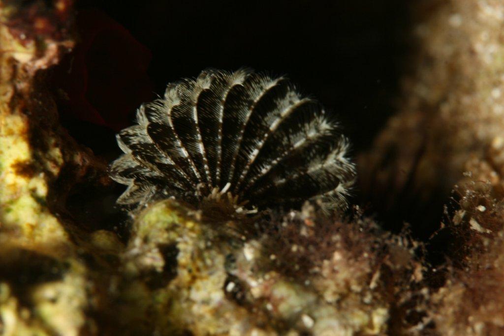 Sabellide