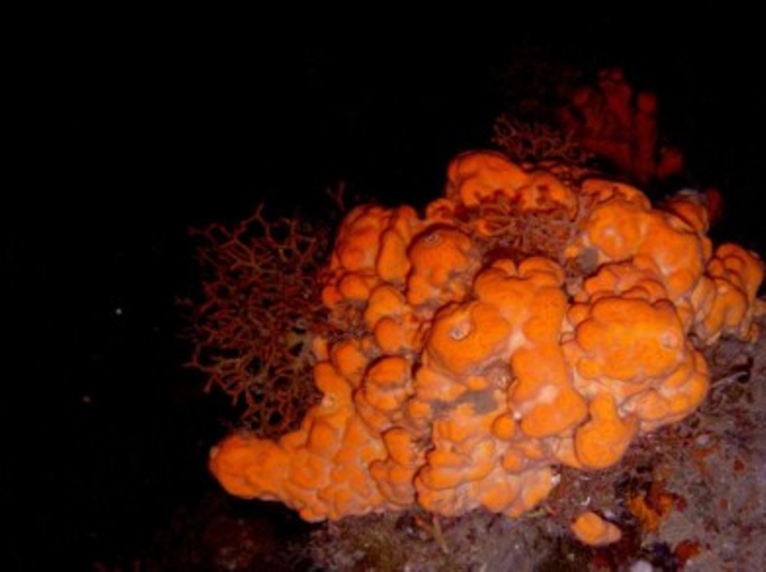 Agelas oroides