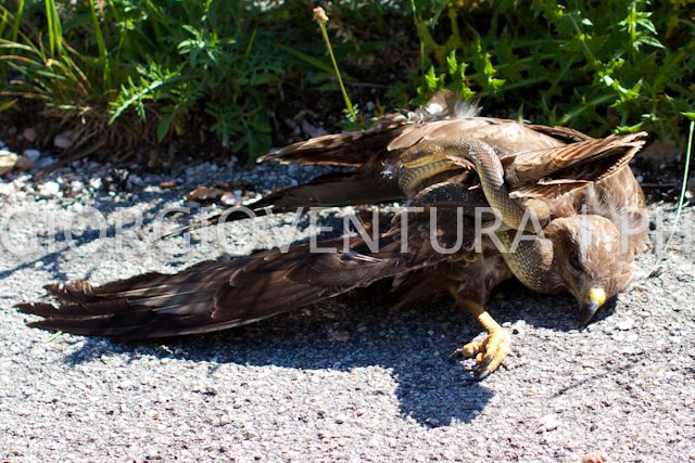 Serpente attorcigliato ad un falco!!!