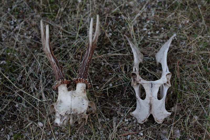 Aiuto identificazione. Capriolo