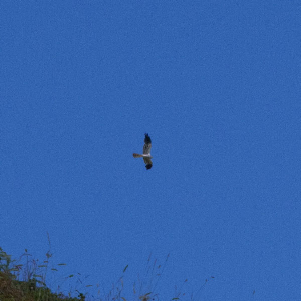 Riconoscimento falco (penso)