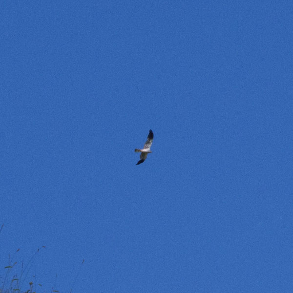 Riconoscimento falco (penso)