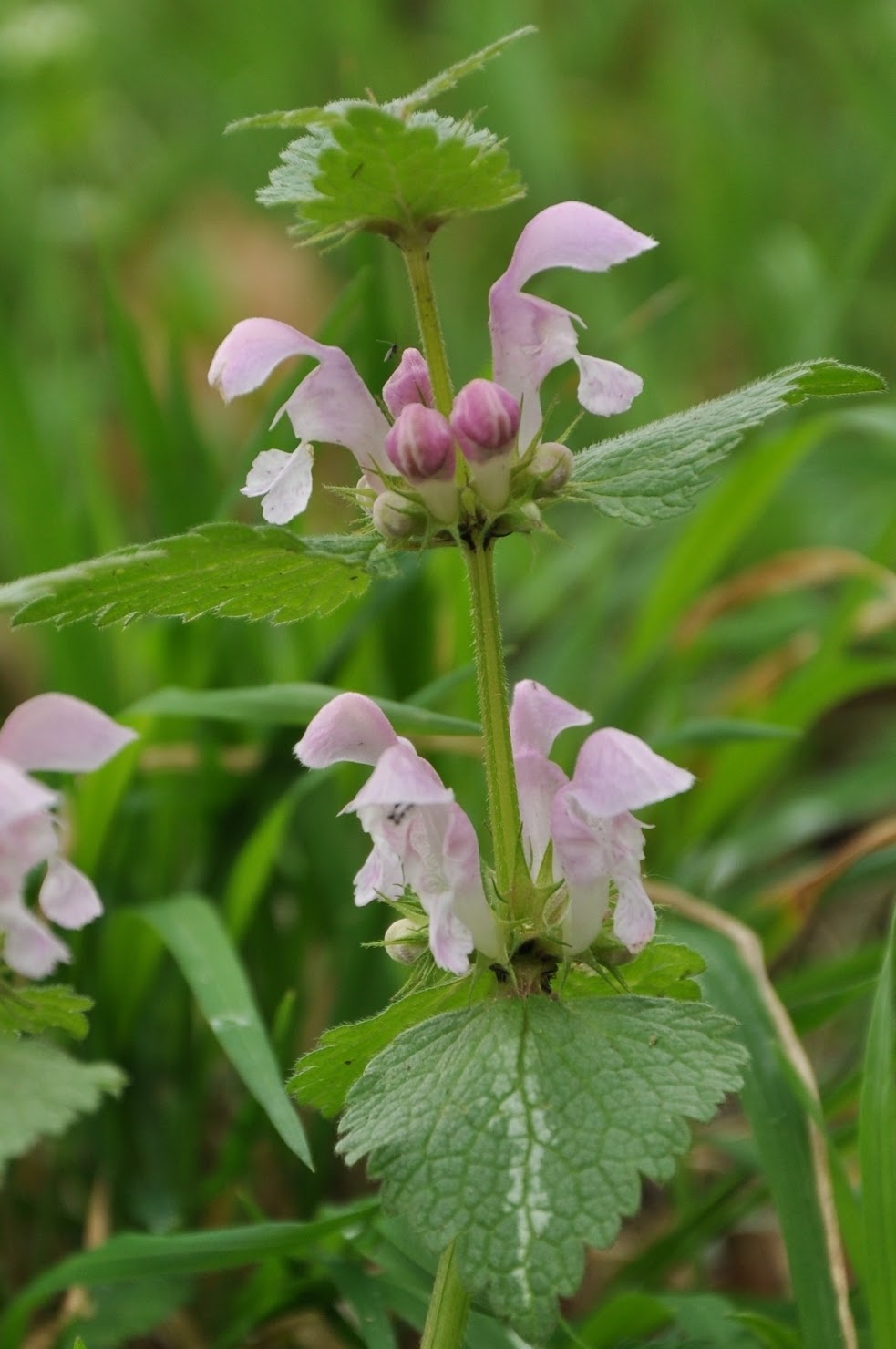 Parco del Curone (LC) : Lamium maculatum
