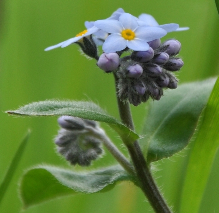 Parco del Curone (LC), riconoscimento n. 1- Myosotis sp.