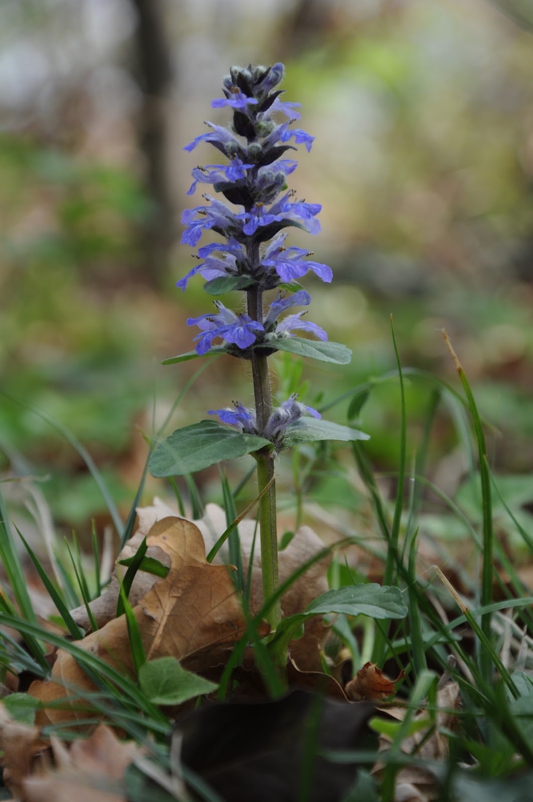 Parco del Curone (LC) - Ajuga reptans