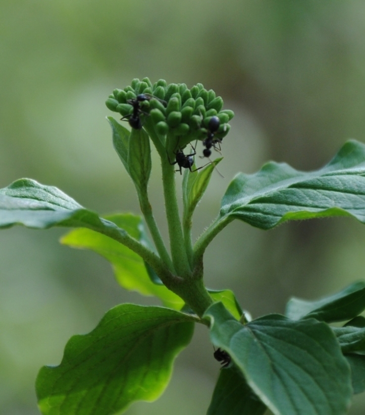 Parco del Curone (LC)  n. 16 - Cornus sanguinea