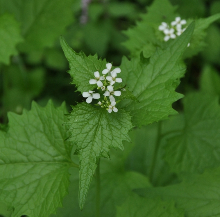 Parco del Curone (LC ):  Alliaria petiolata
