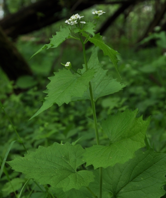 Parco del Curone (LC ):  Alliaria petiolata