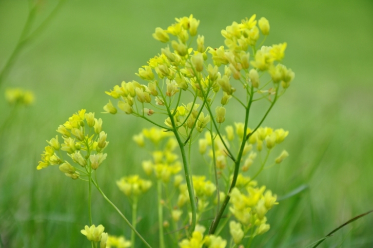 riconoscimento pianta - Brassicacea