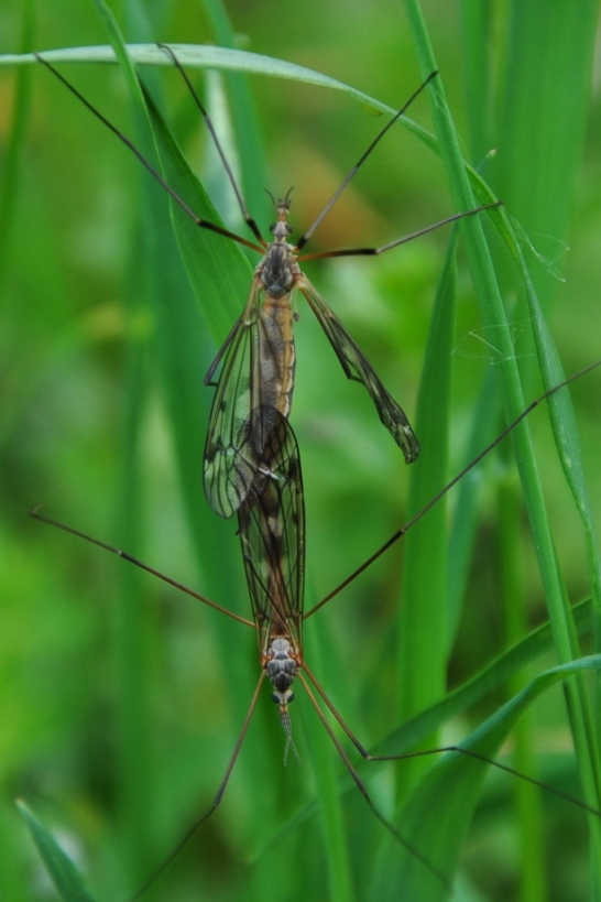 riconoscimento accoppiamento Tipulidae
