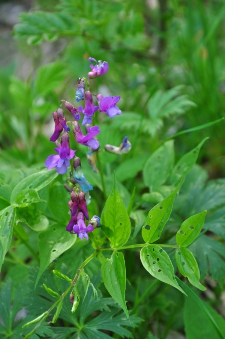 Lathyrus vernus