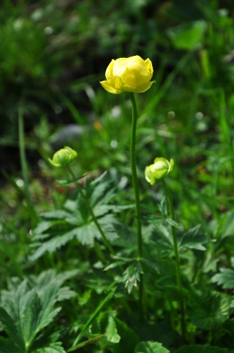 Trollius europaeus