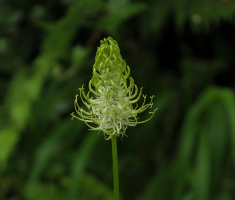 Phyteuma ovatum subsp. pseudospicatum / Raponzolo pseudospigato