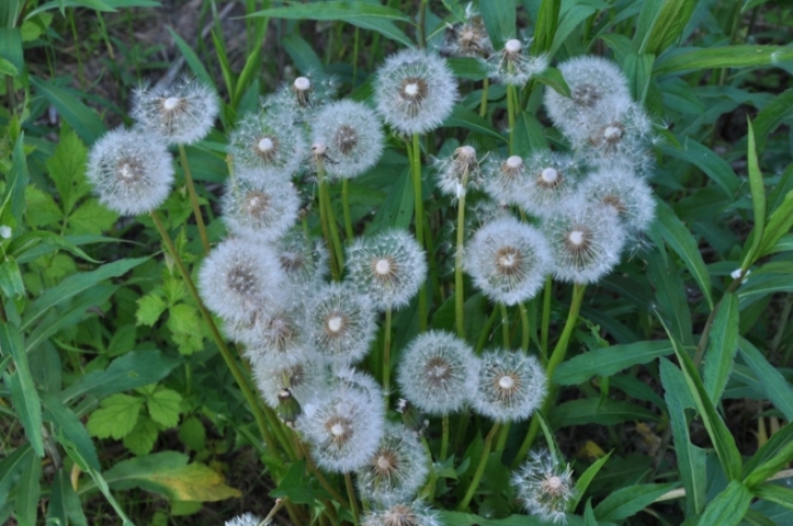 riconoscimento fiore - no, frutti di Taraxacum sp.