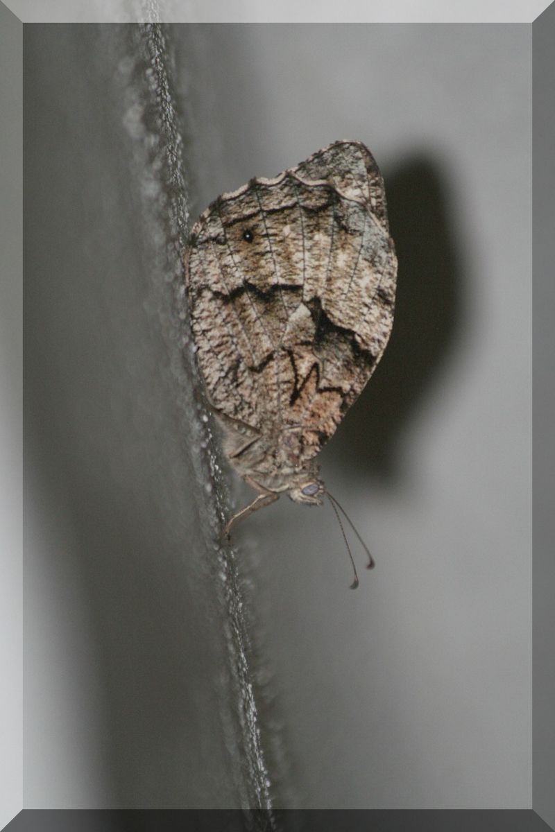 Hipparchia fagi ?