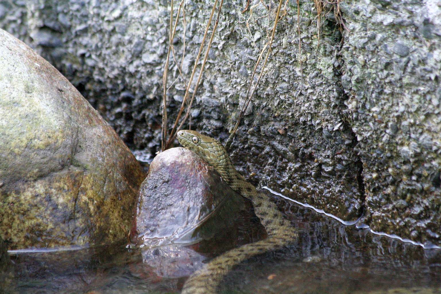 Natrix natrix?