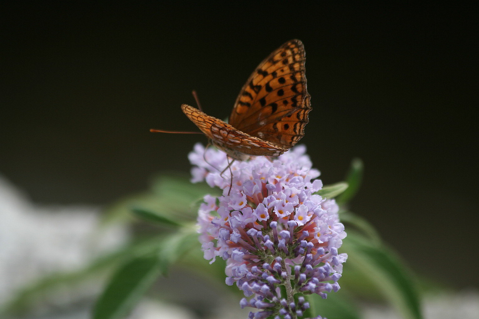 Argynnis niobe forma eris?