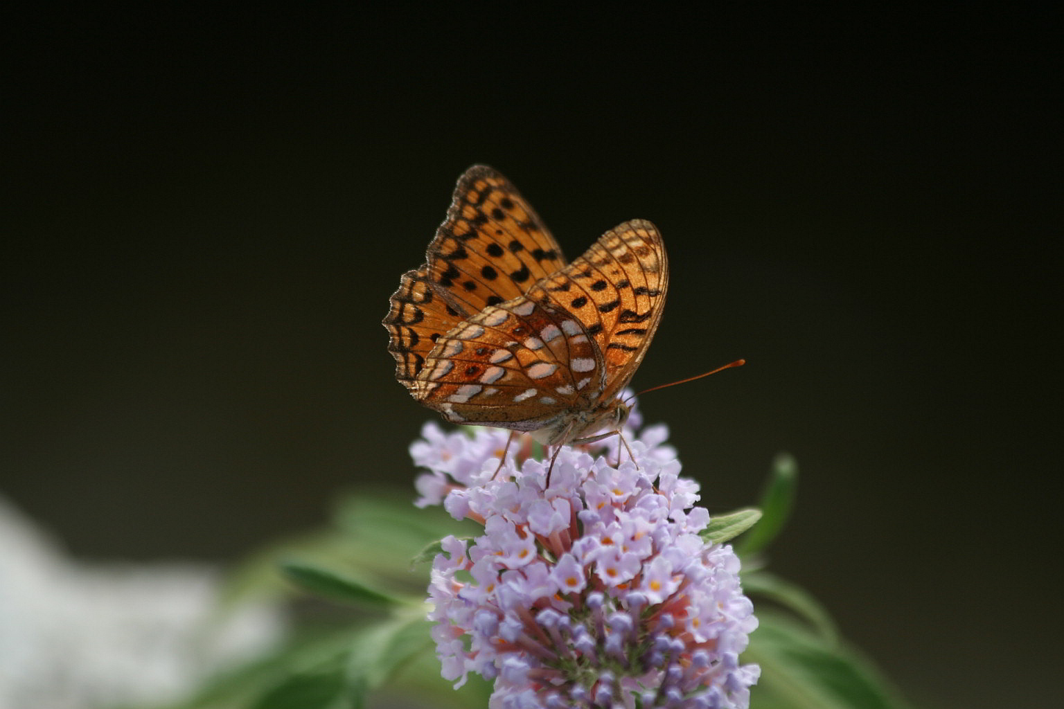 Argynnis niobe forma eris?