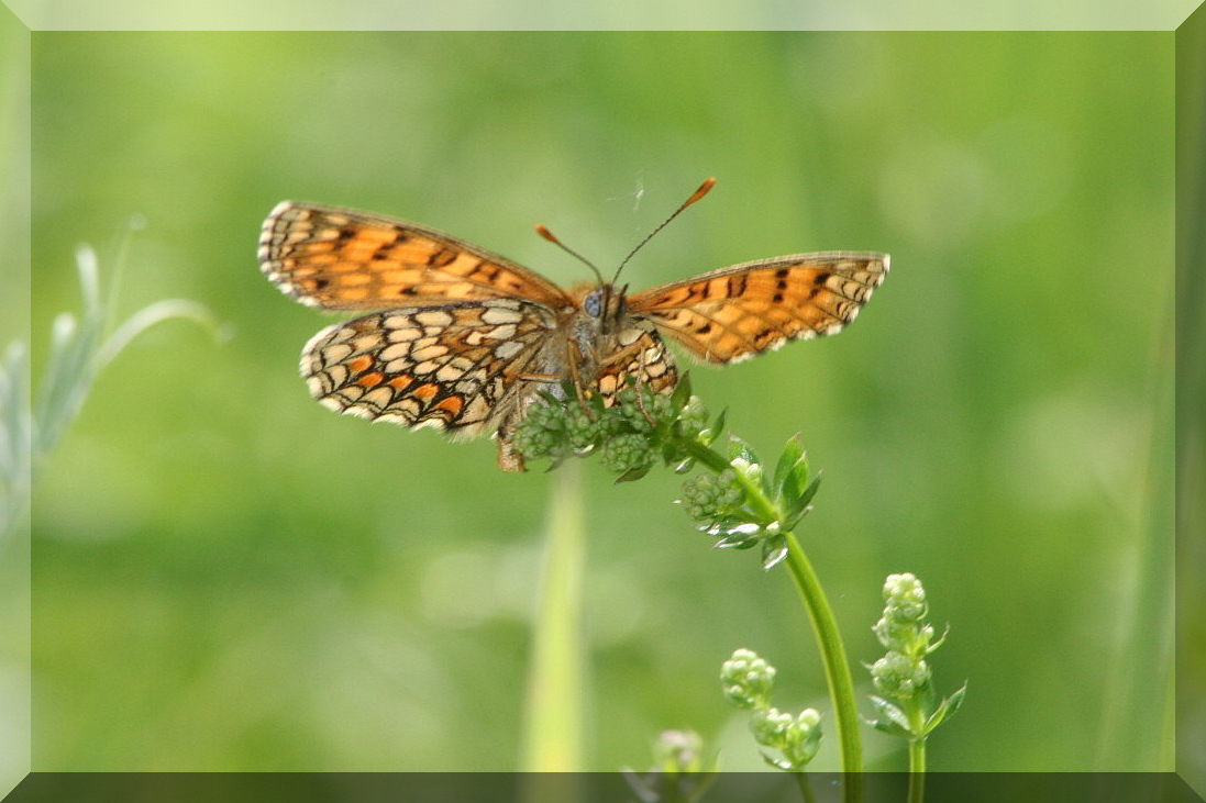 Melitaea   cinxia