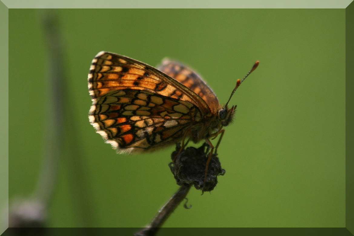 Melitaea   cinxia