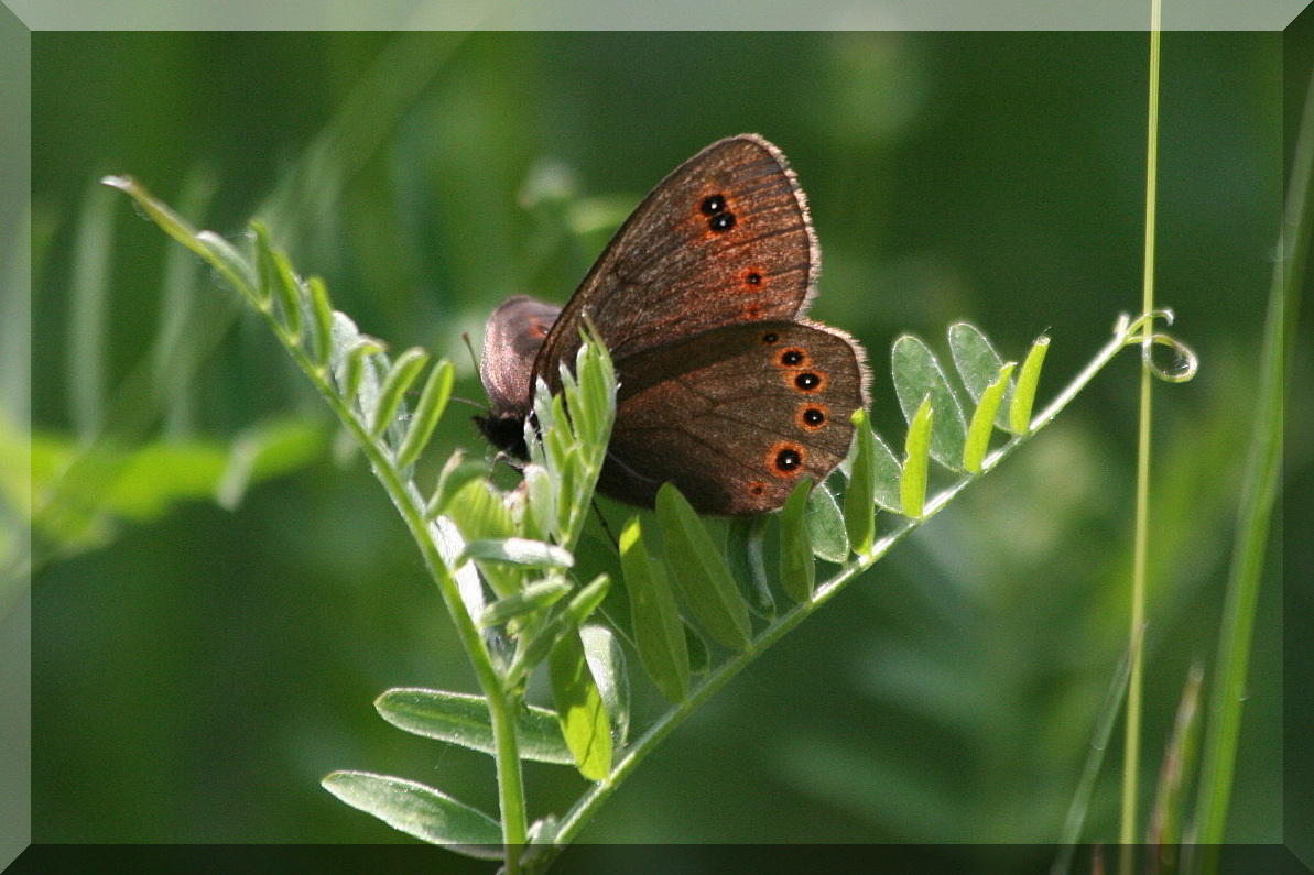 Erebia albergana? No, Erebia medusa