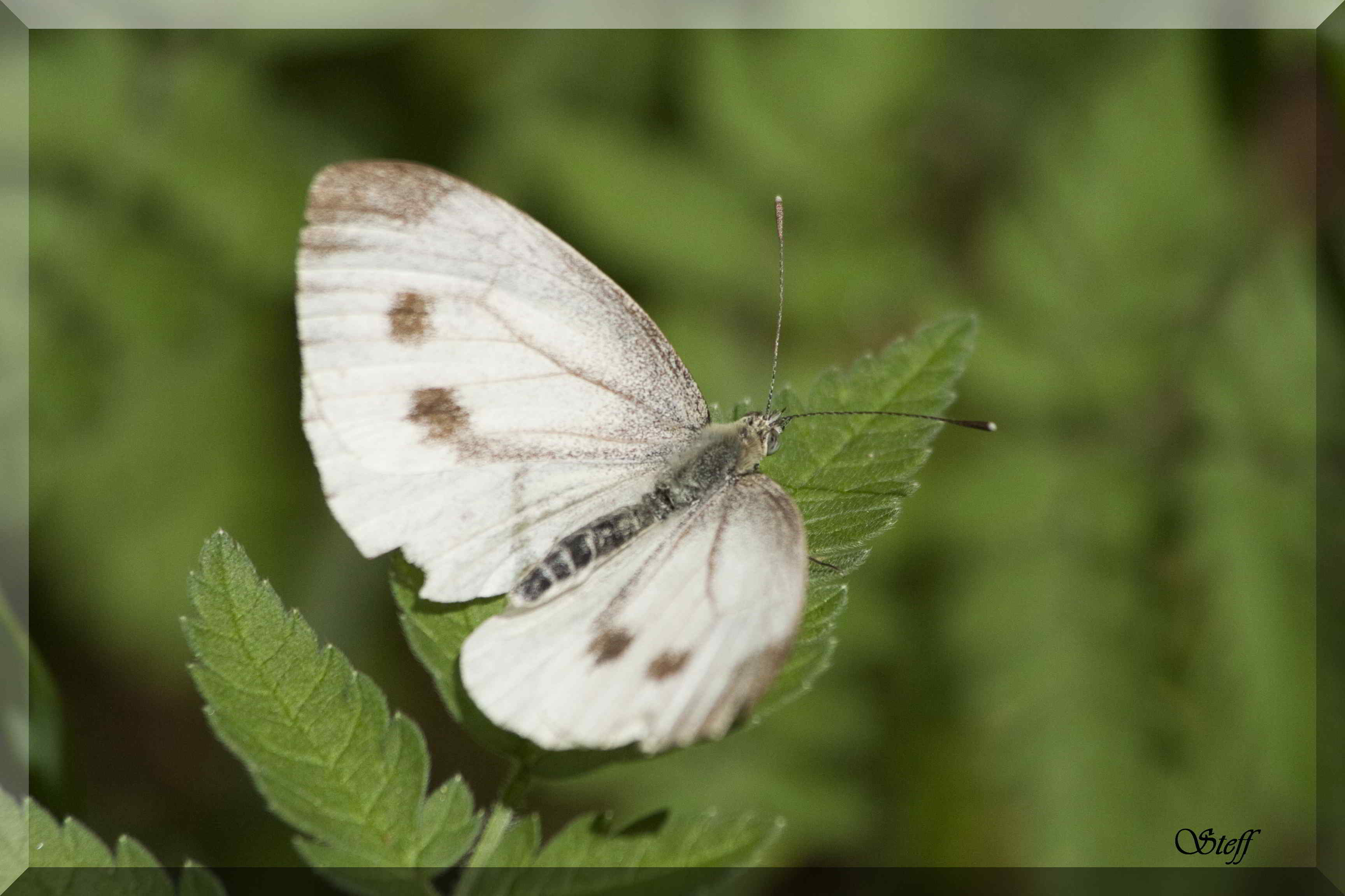 Pieris Brassicae?