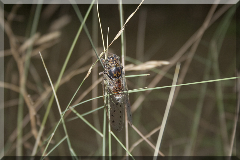 Cicala croata:  Cicada orni
