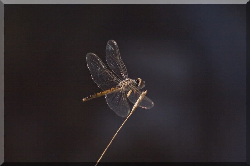 libellula croata