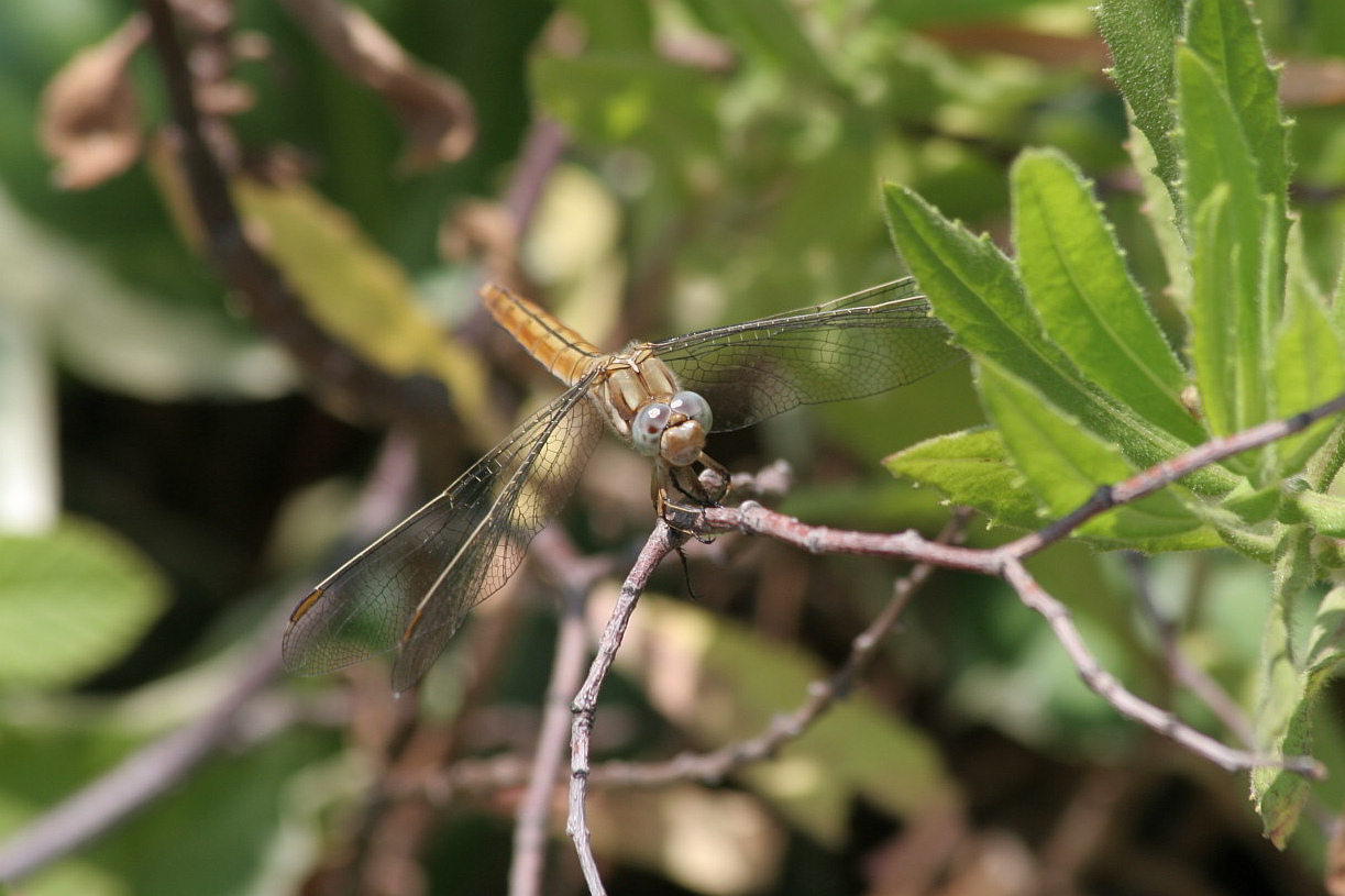 da identificare - Orthetrum brunneum