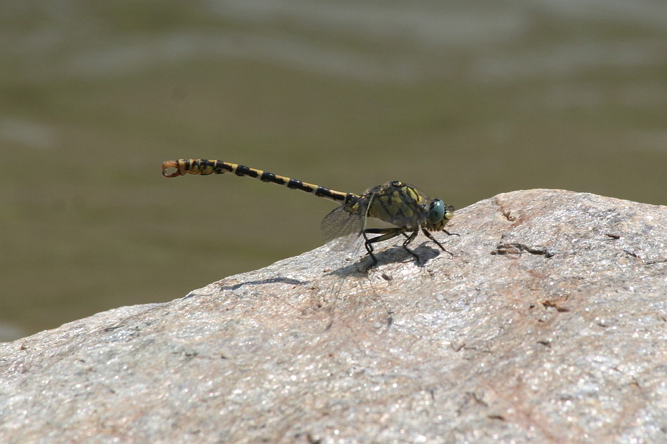 Onychogomphus ...